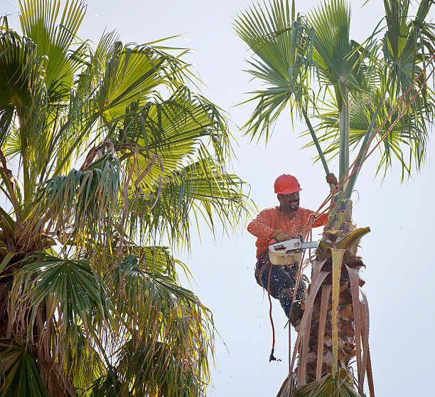 The Steps Involved in Our Tree Care Process in Winters, CA